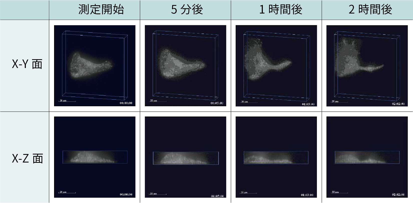 浮遊状態の細胞の脱水収縮挙動